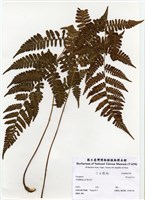 藏品(Dryopteris)的圖片